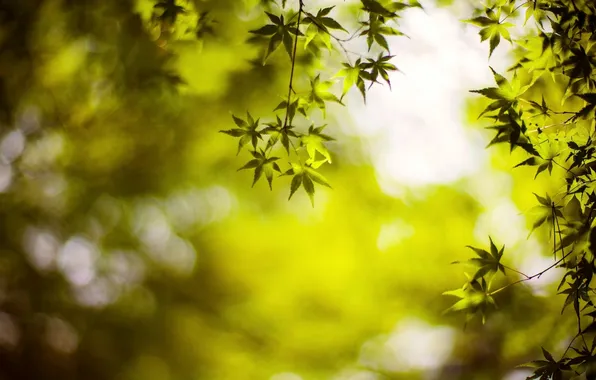 Leaves, macro, green, background, tree, Wallpaper, blur, wallpaper