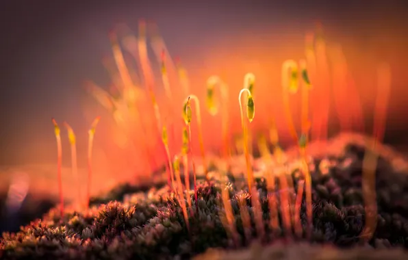 Macro, nature, plant, moss