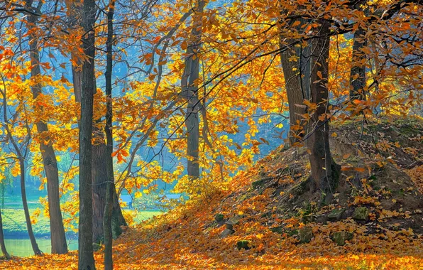 Picture autumn, forest, trees, nature