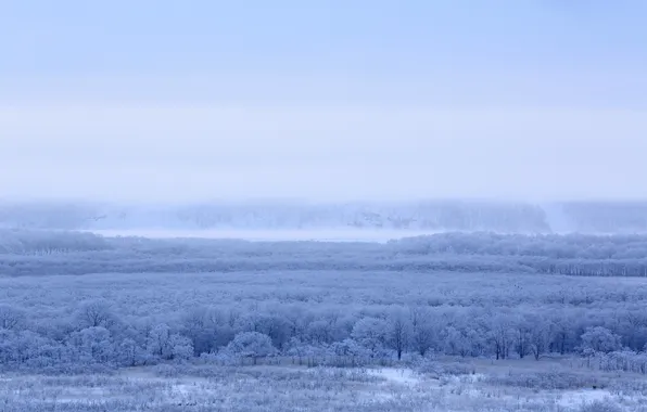 Field, trees, landscape, fog