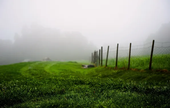 Picture field, fog, the fence
