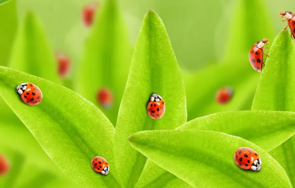 Picture greens, ladybugs, leaves
