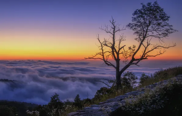 Clouds, trees, mountains, sunrise, tops, morning