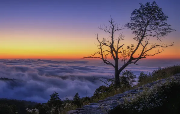 Picture clouds, mountains, sunrise, tree, morning, top