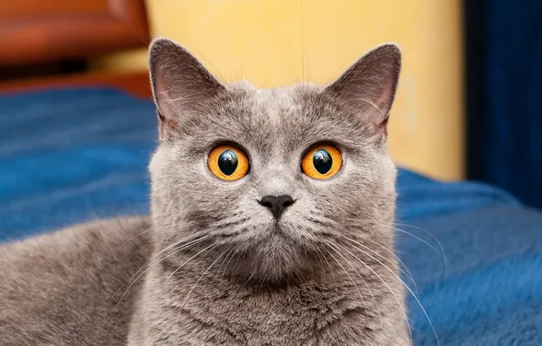 Cat, cat, look, pose, grey, portrait, face, British