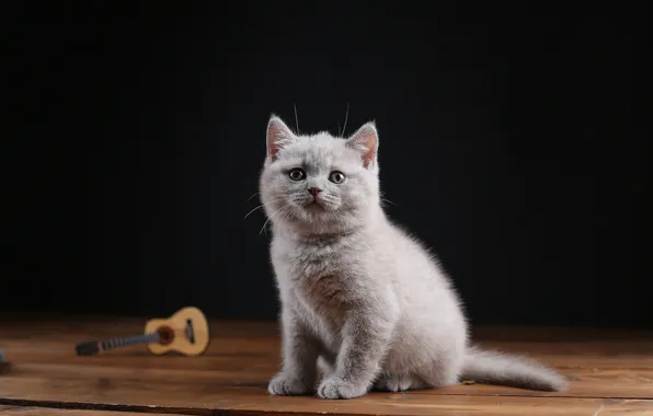 Cat, kitty, grey, Board, guitar, baby, black background, kitty