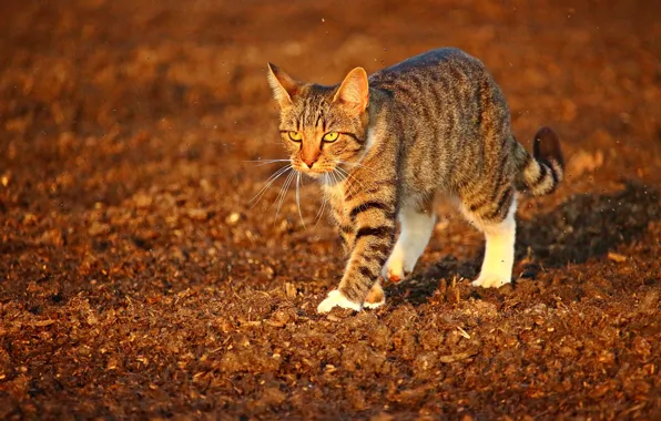Cat, striped, is, blurred background