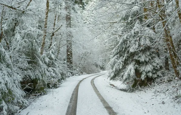 Winter, road, forest, snow