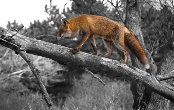 Tree, Fox, walk