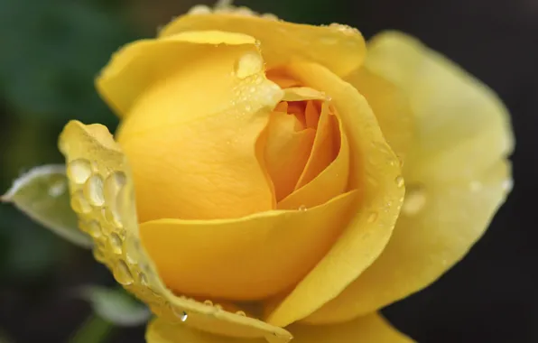 Picture drops, macro, nature, Rosa, roses, petals, buds