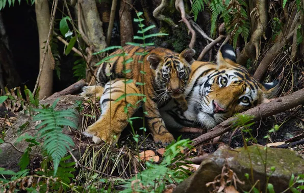 Animals, look, nature, tiger, stay, plants, predator, jungle