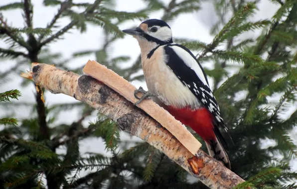 Winter, birds, nature, woodpecker, photohunt