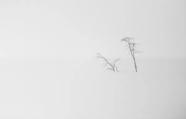 Snow, trees, nature, minimalism