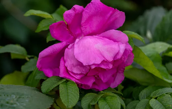 Flower, leaves, macro, pink, rose, petals, lilac