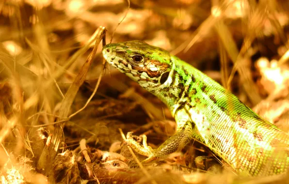 Picture grass, nature, lizard
