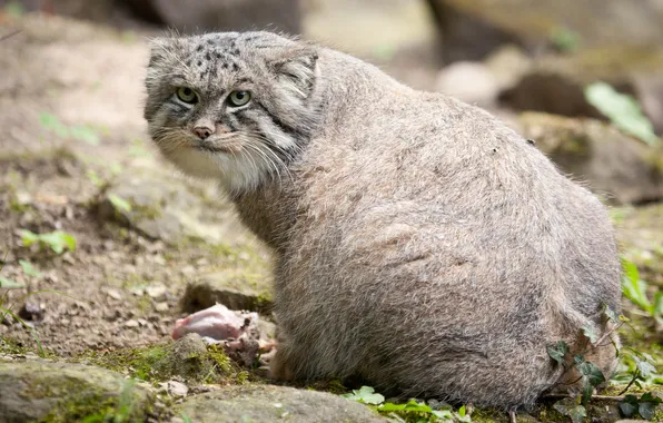 Picture cat, look, manul