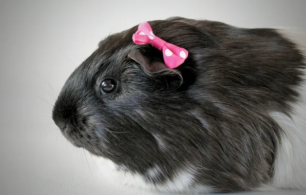 Picture macro, Guinea pig, bow