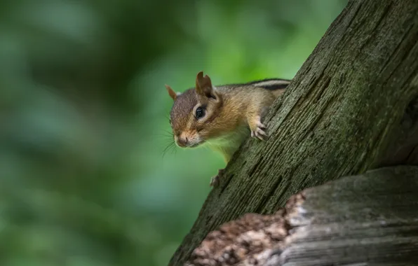 Picture Chipmunk, log, bokeh, rodent