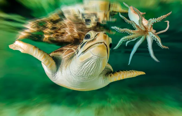 Picture turtle, Australia, underwater world
