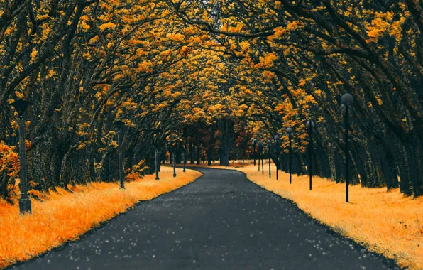 Road, autumn, leaves, trees, Autumn