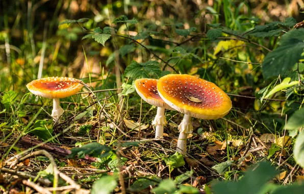 Leaves, branches, nature, glade, mushrooms, mushroom, Amanita