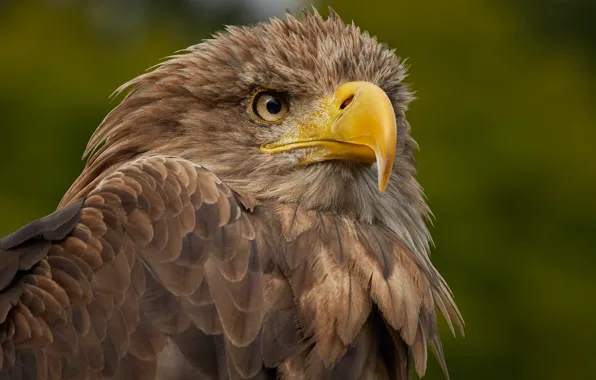 Picture birds, predator, beak, white-tailed eagle