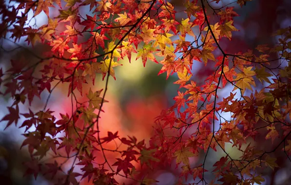 Autumn, leaves, branches, maple