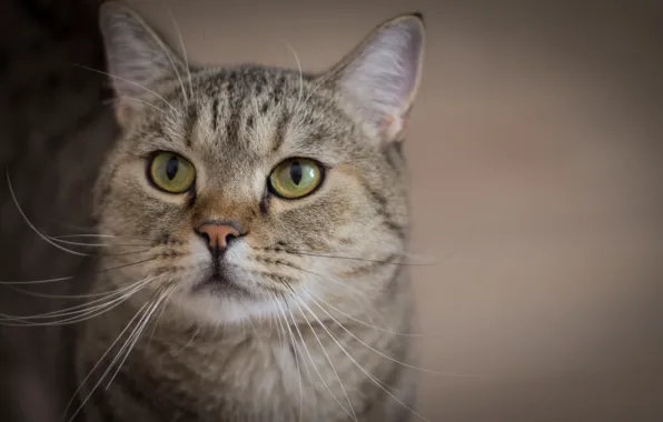 Picture cat, kitty, handsome, whiskers