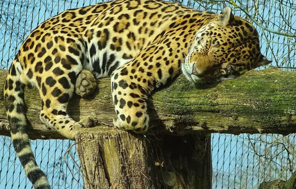 Picture sleeping, zoo, Jaguar