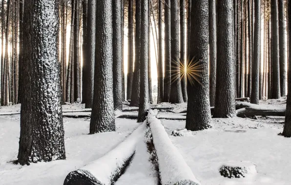 Winter, forest, snow, trees, the rays of the sun