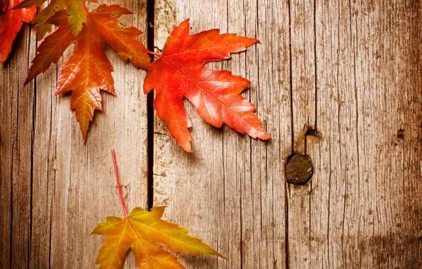 Autumn, leaves, background, maple, wood