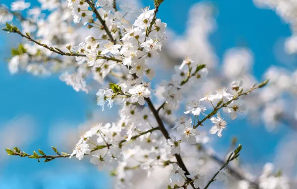 Light, flowers, branches, cherry, blue, spring, Sakura, white