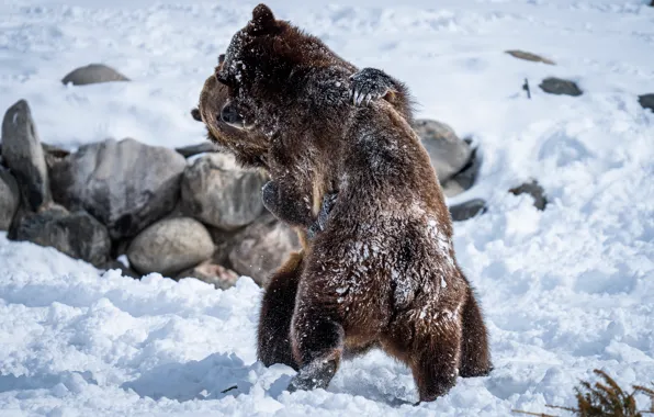 Picture snow, bears, hugs