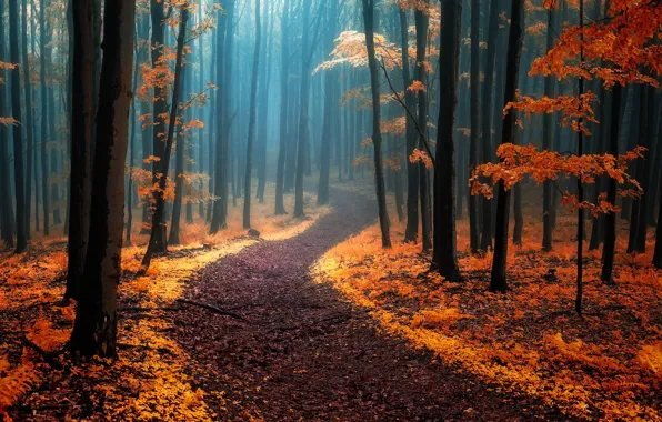 Autumn, forest, trees, nature, fog, path