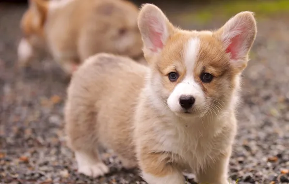 Picture dog, puppy, Corgi