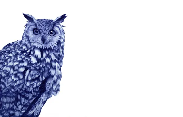 White, background, owl, bird, drawn