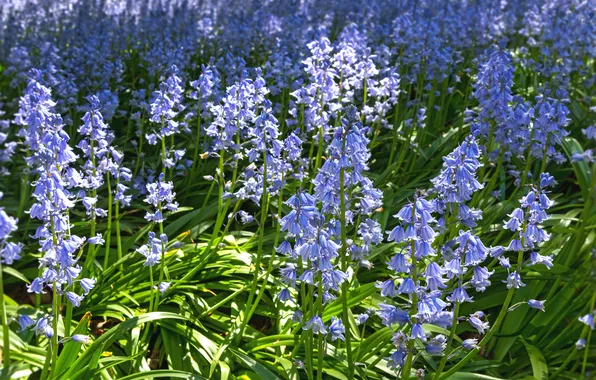 Greens, field, light, flowers, glade, spring, blue, bells