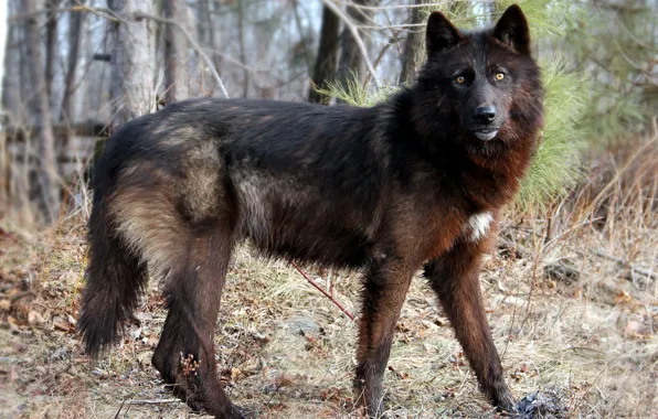 Forest, nature, wolf