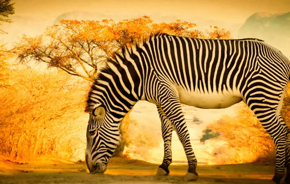 Light, trees, nature, treatment, Zebra, yellow background, grazing