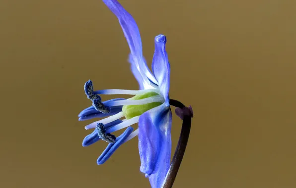 Flower, nature, plant, petals