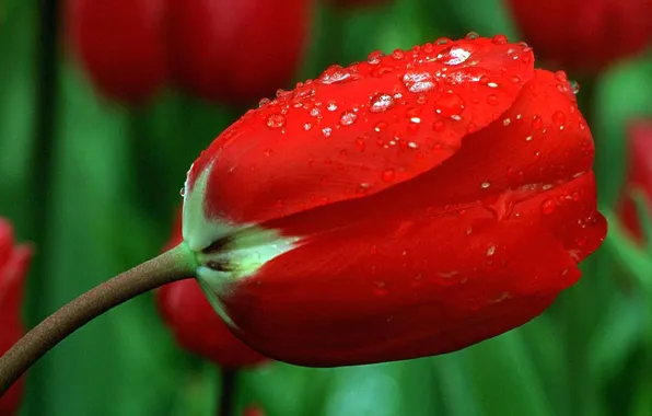 Picture flower, drops, Rosa, Tulip, petals, stem