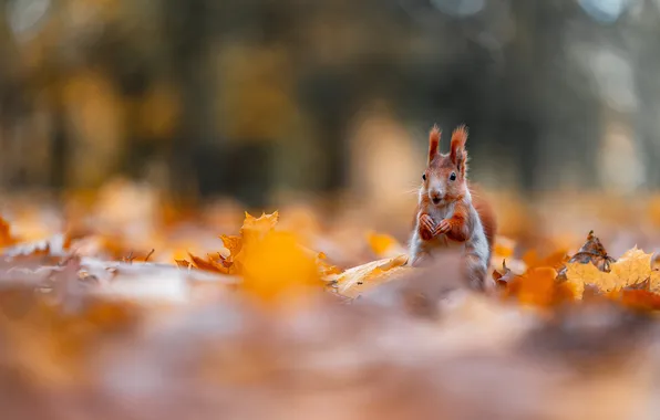 Autumn, nature, foliage, legs, protein, red, sitting, bokeh