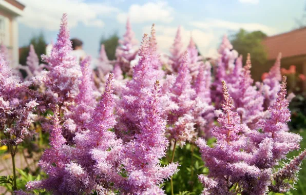 Macro, Flowers, lilac, venitomusic