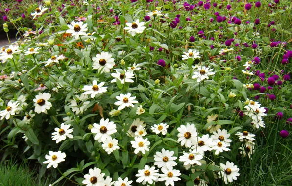 Flowers, glade, reserve