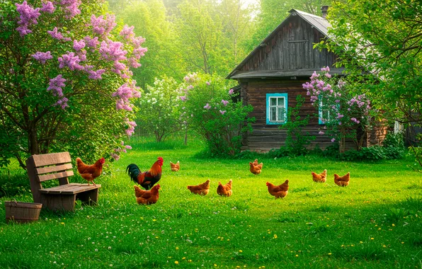 Grass, spring, village, shop, house, house, grass, lilac