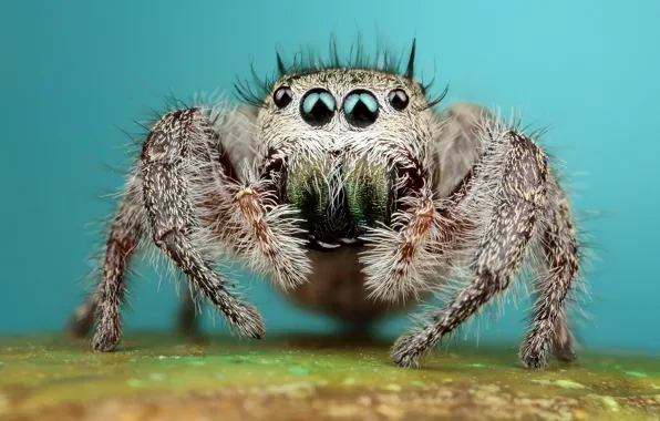 Eyes, look, macro, surface, pose, background, legs, spider