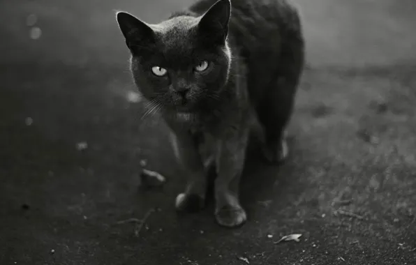 Picture cat, black and white, looks