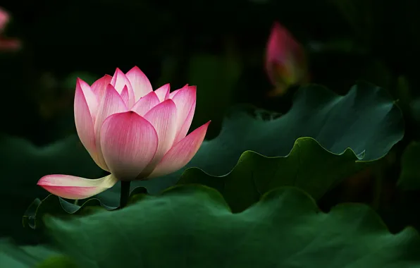 Flower, leaves, pink, Lotus