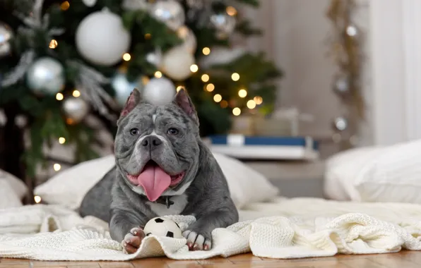 Picture language, room, animal, holiday, new year, dog, pillow, tree