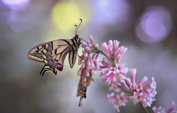 Picture macro, butterfly, nature, branch, lilac, bokeh, swallowtail